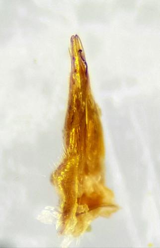 Réf. 248 823 : Scirtes orbicularis